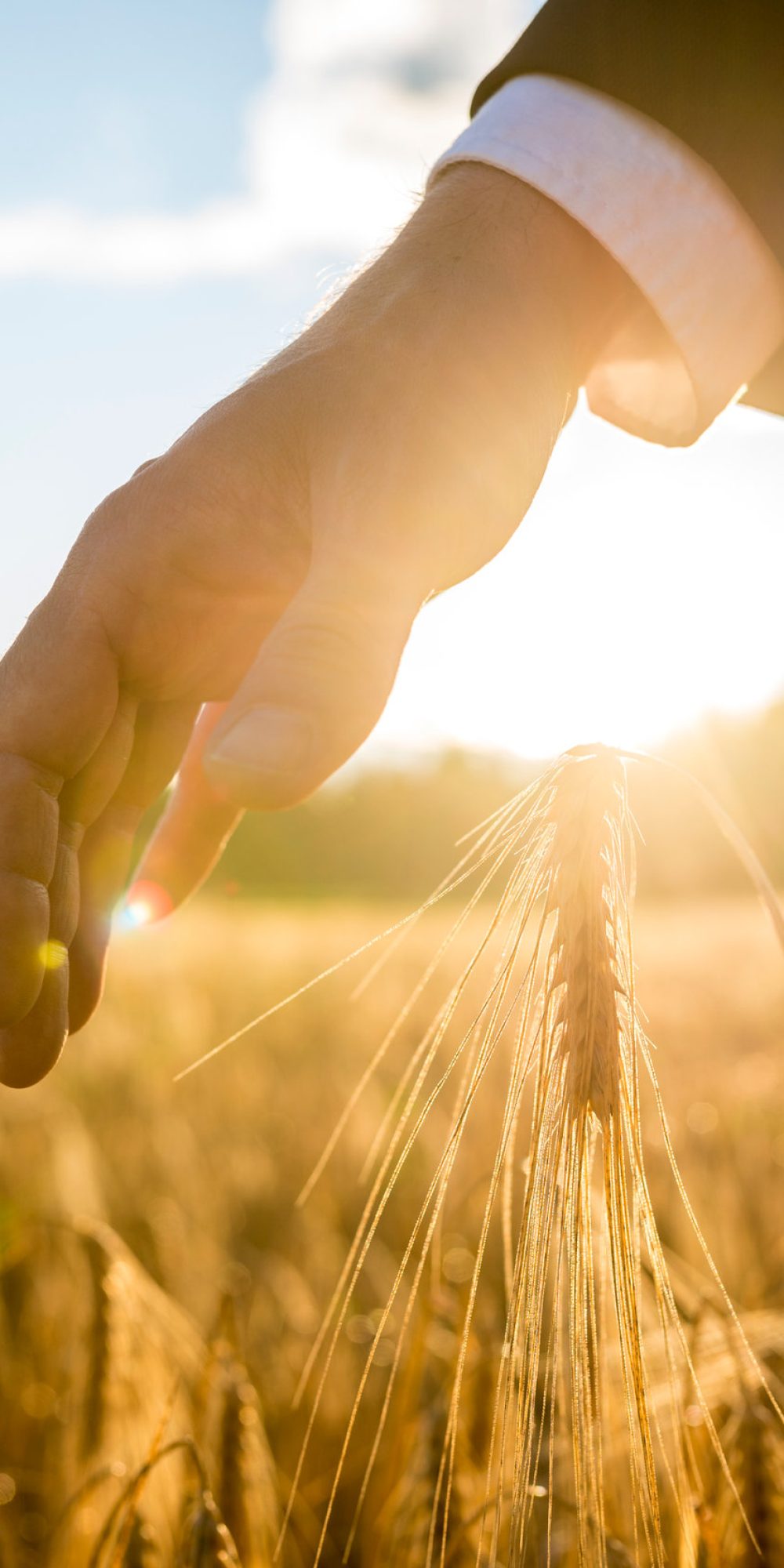 Businessman holding his hands around an ear of wheat in an agricultural field backlit by the warm glow of the rising sun between his hands, suitable for business,  life and prosperity concepts.
